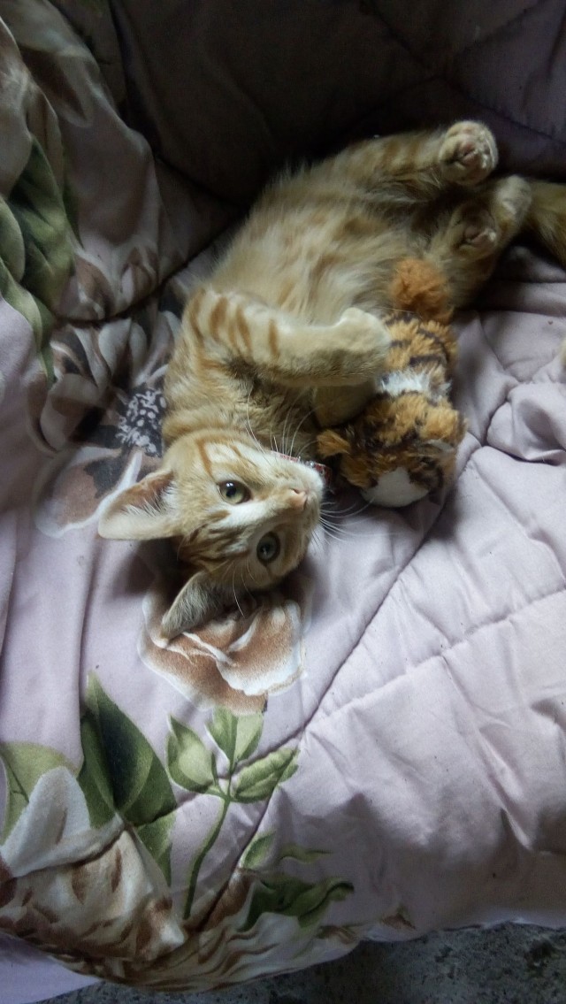 Забавные фото котеек