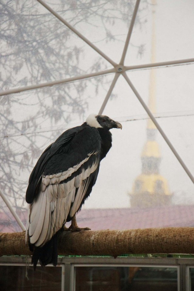 Живность из сети