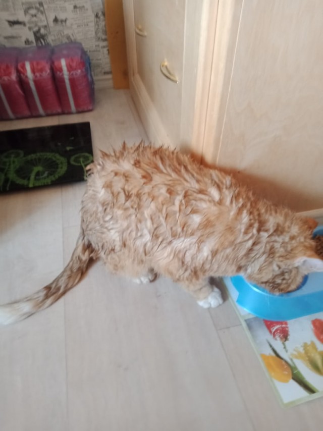 Коты из сети