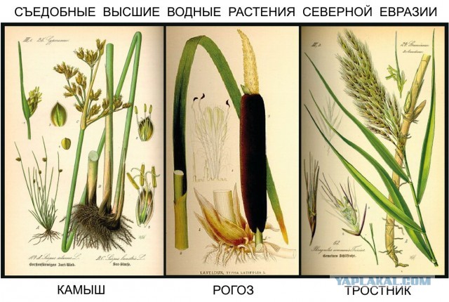Как выжить зимой в лесу без еды