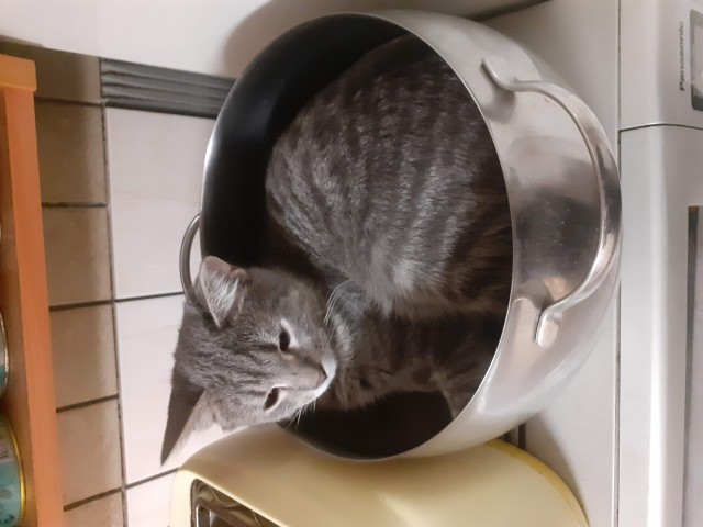 Котовторник. Добавляйте своих