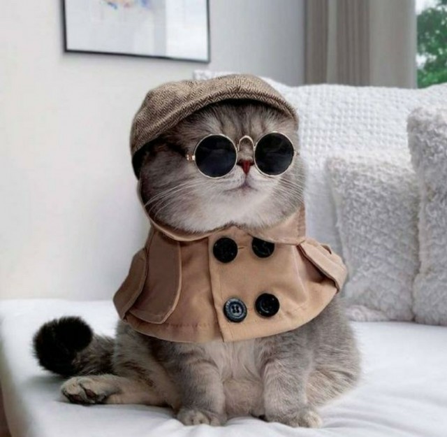 Расчехляем гладильники! - норвежский лесной уже тут