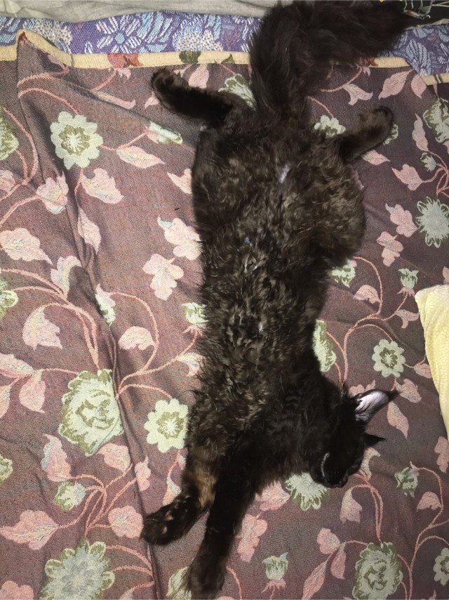 Котовторнику быть!