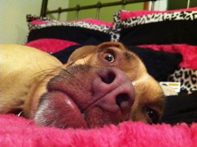 Звонок в МВидео