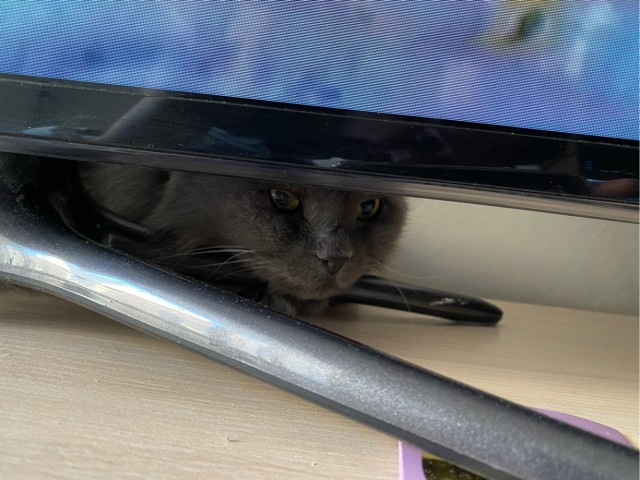 Даешь котовторник!