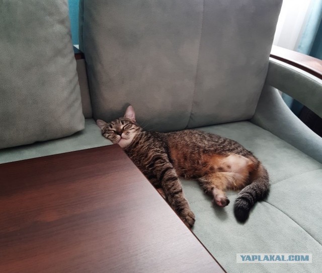 Мои личные котейки к котовторнику!