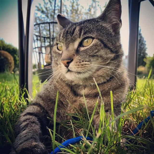 Разные котики