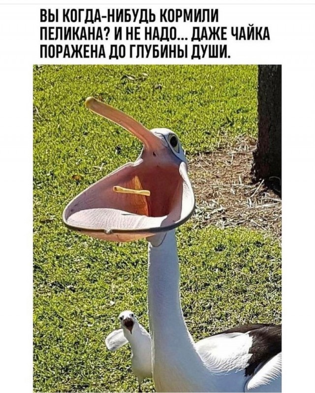 Картинки и мемы для настроения 001