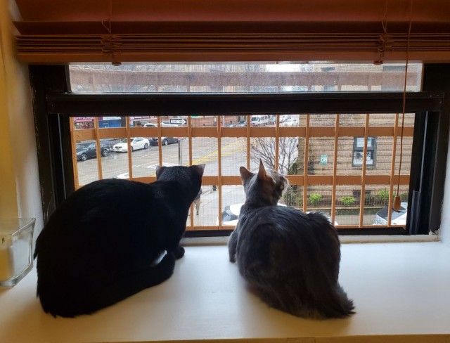 Котознатоки и котолюбители, созываю совет