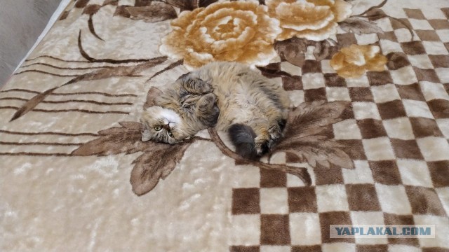 Ура! Котовторник.
