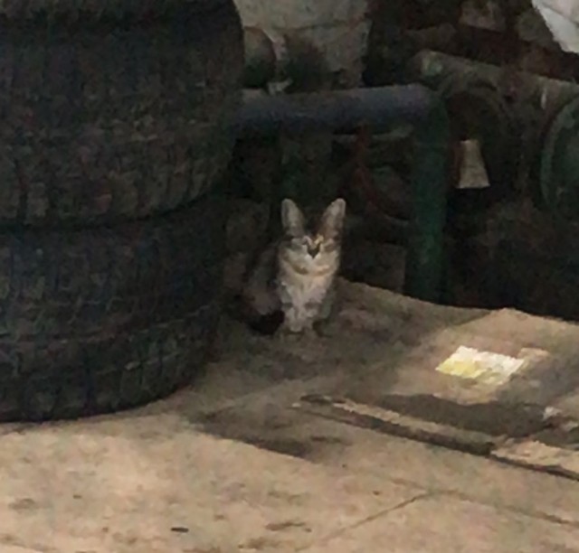 На МКАДе водитель фуры спас котёнка, который чуть не угодил под колеса