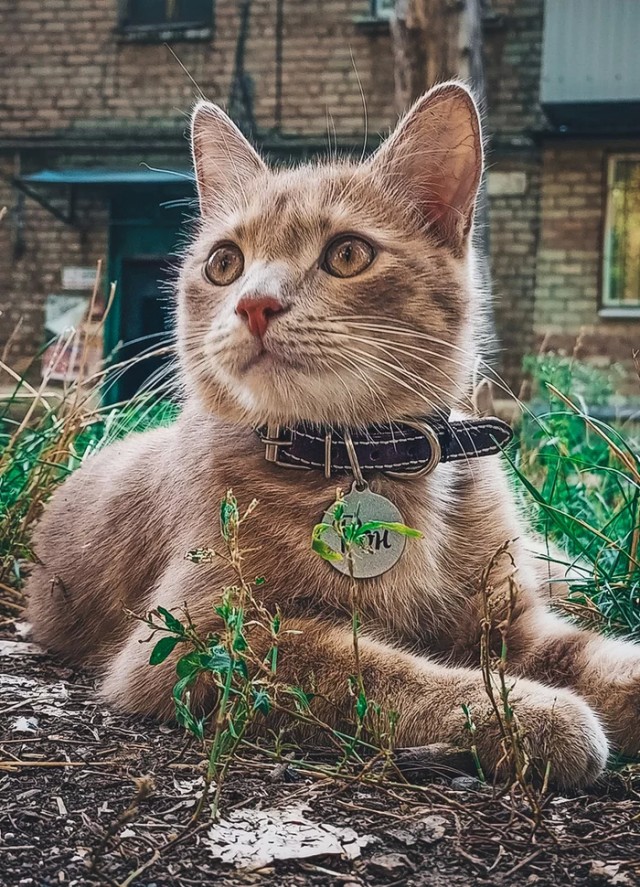 Смириться с котом