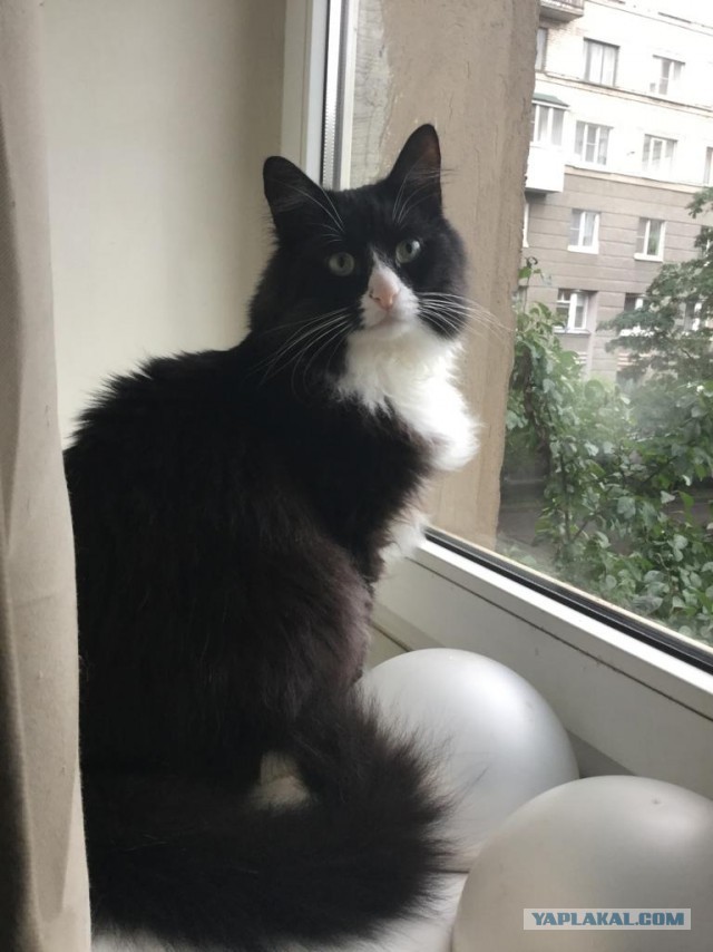 Котовторник 18.10.22