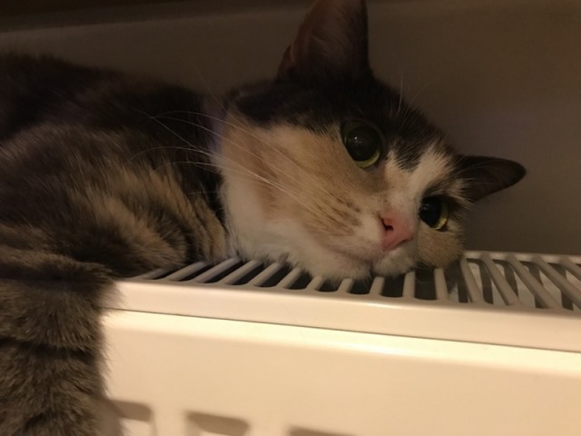 Котовторник, пополнение