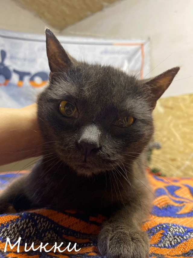 Жизнь домашнего приюта "Котоленд" 369