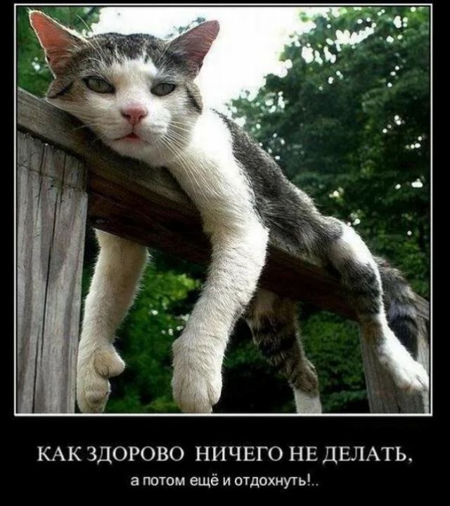 Победная поступь идиотизма по планете – том 13