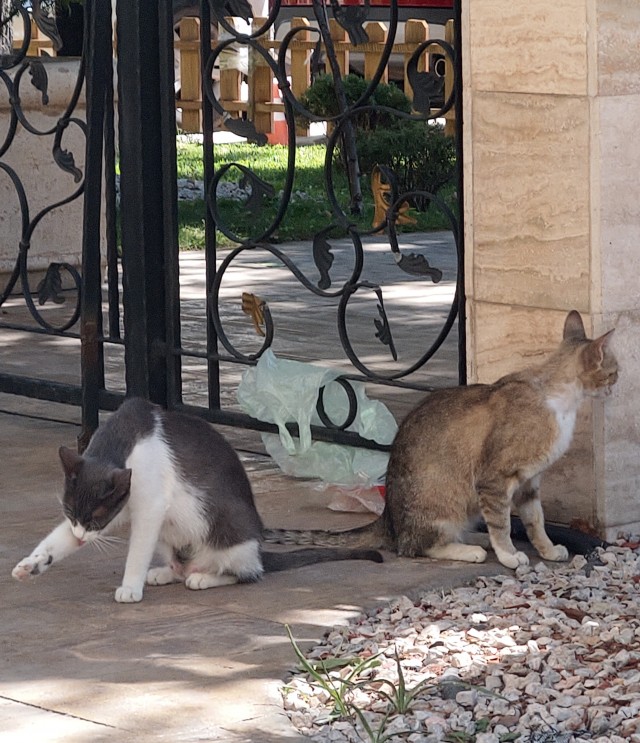 Кошаки на даче