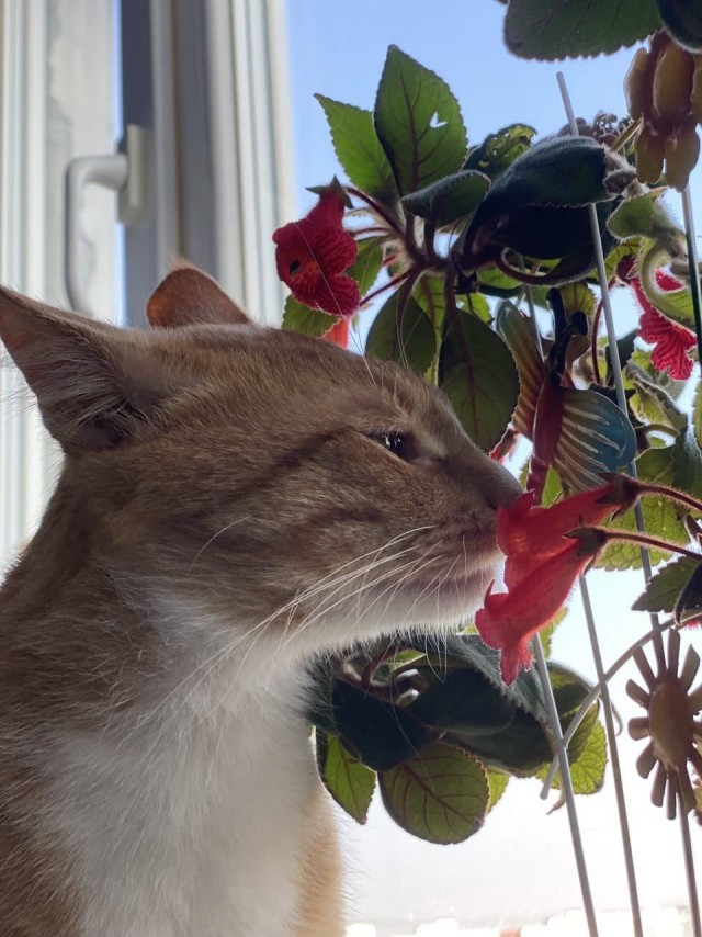 Ищу хозяина кота
