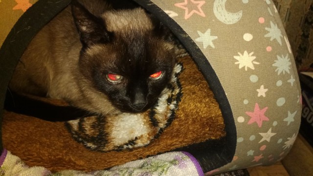 К котовторнику, 17 лет стукнуло меховому