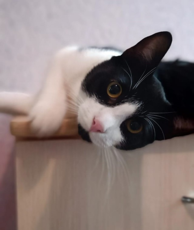К - Котовторник ☺ Пополнение