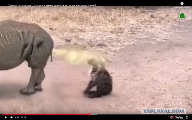 Носорог атакует.