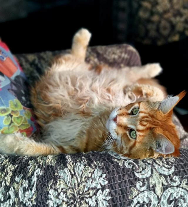 С котовторником ЯПовцы
