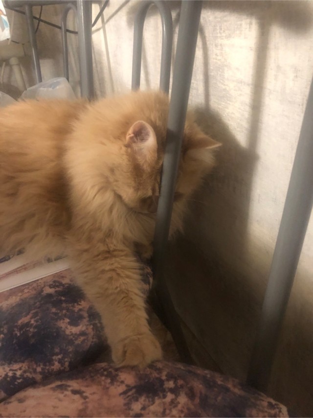 Кот дня