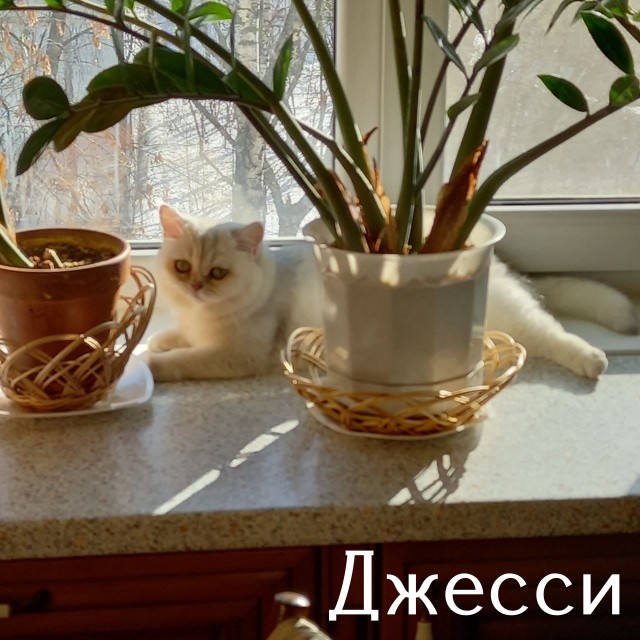 Жизнь домашнего приюта "Котоленд" 431