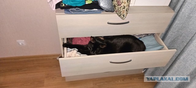 А в какой позе у вас спят кошки?