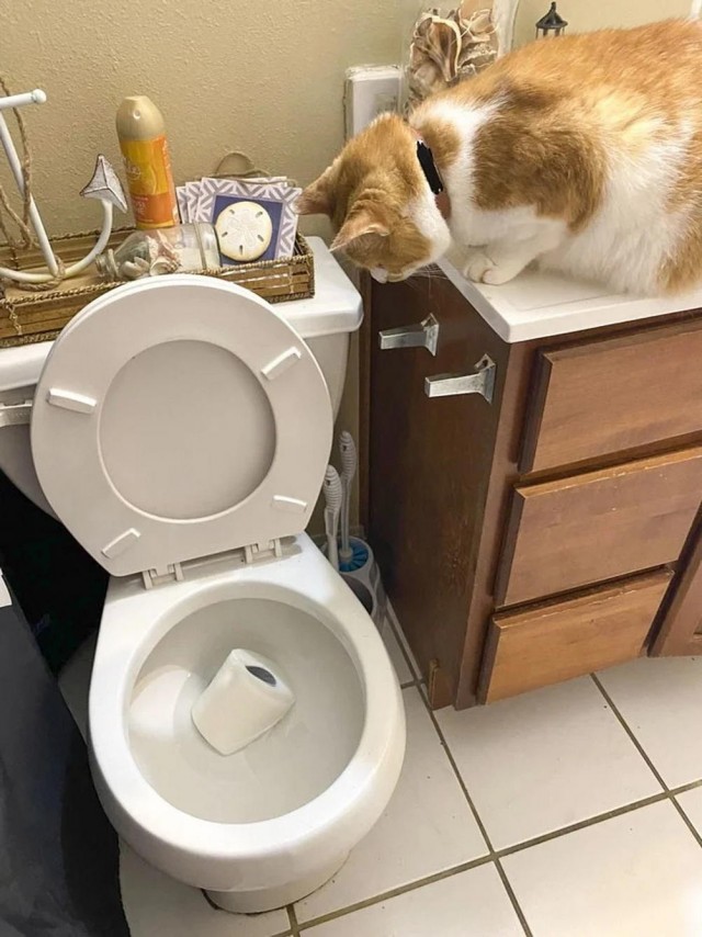 Котовторник в картинках