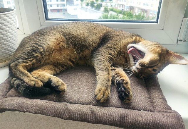 Котовторник!
