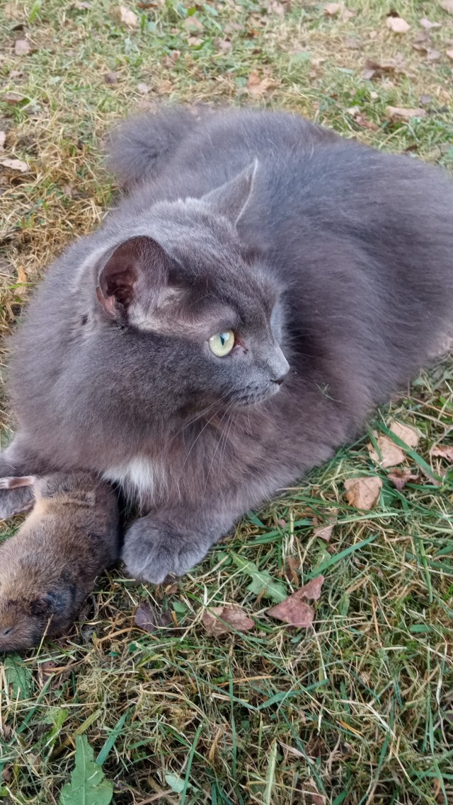 Мэйн-кун!  Котовторнику посвещается!