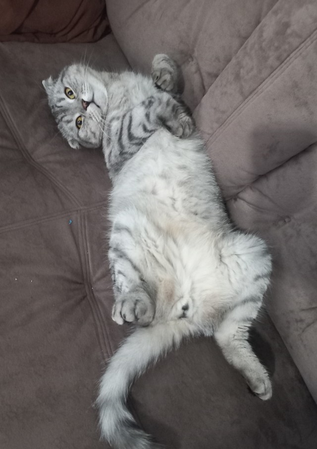 Жизнь с котом в одной картинке