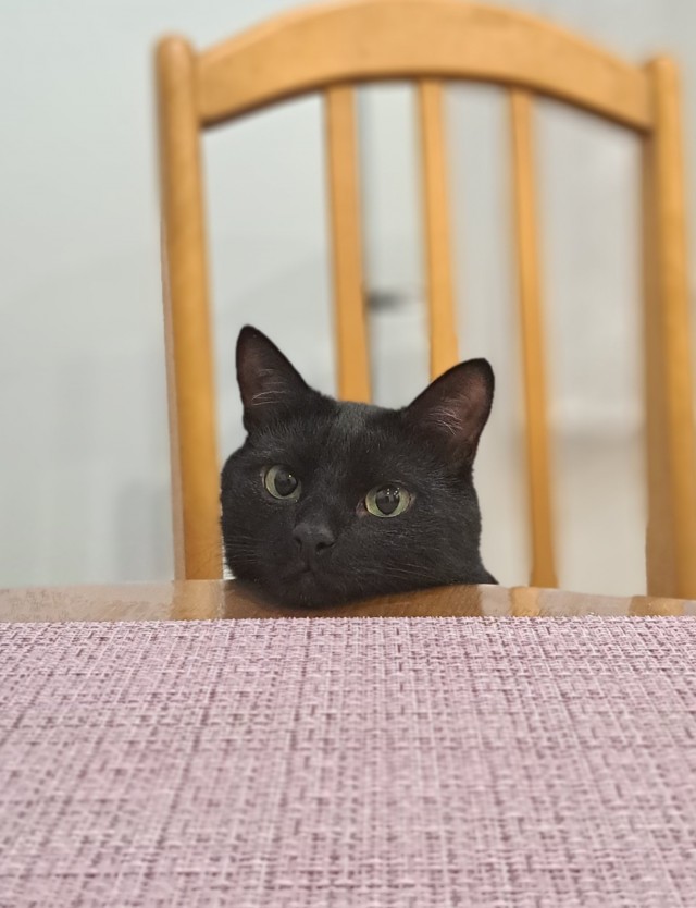 Сегодня котовторник