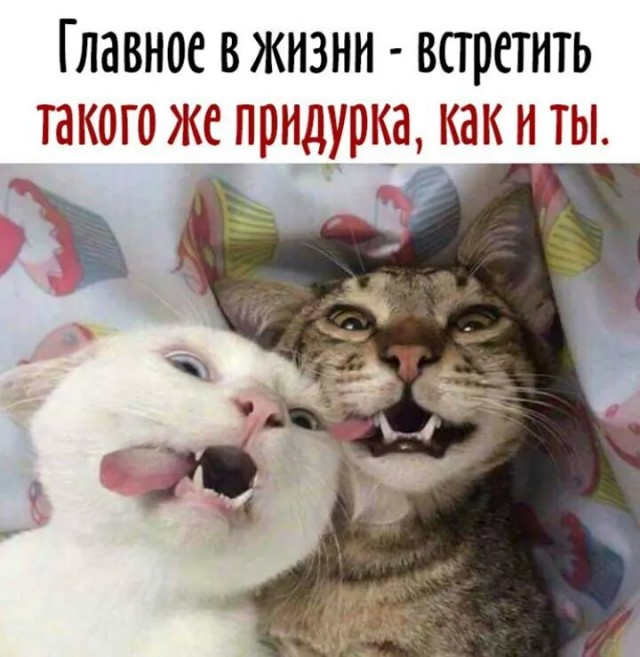 К котовторнику: подборка картинок-баянов с котиками и про котиков. Выпуск 6