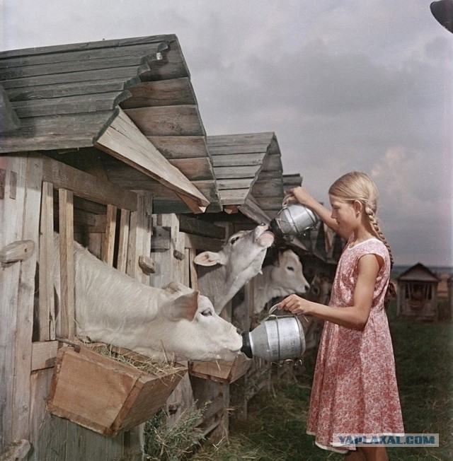 Ностальгия по работящим женщинам