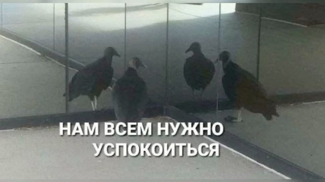 Веселые картинки в понедельник (21.07)