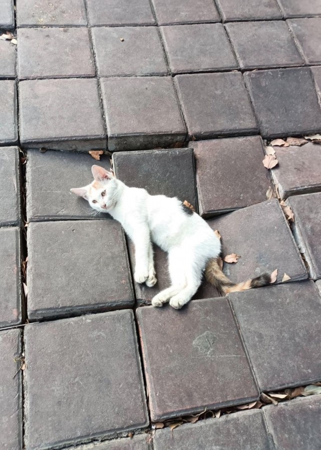 Невыносимая тяжесть котия