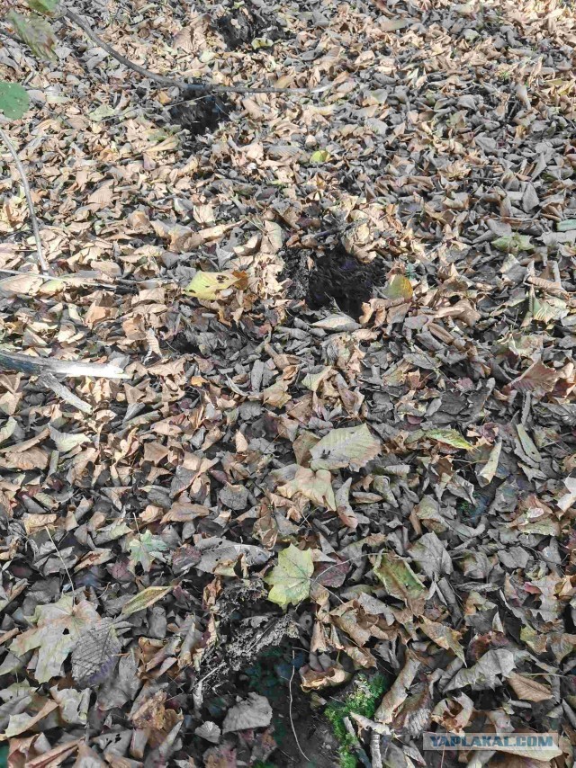 Рандеву с медведем в лесу