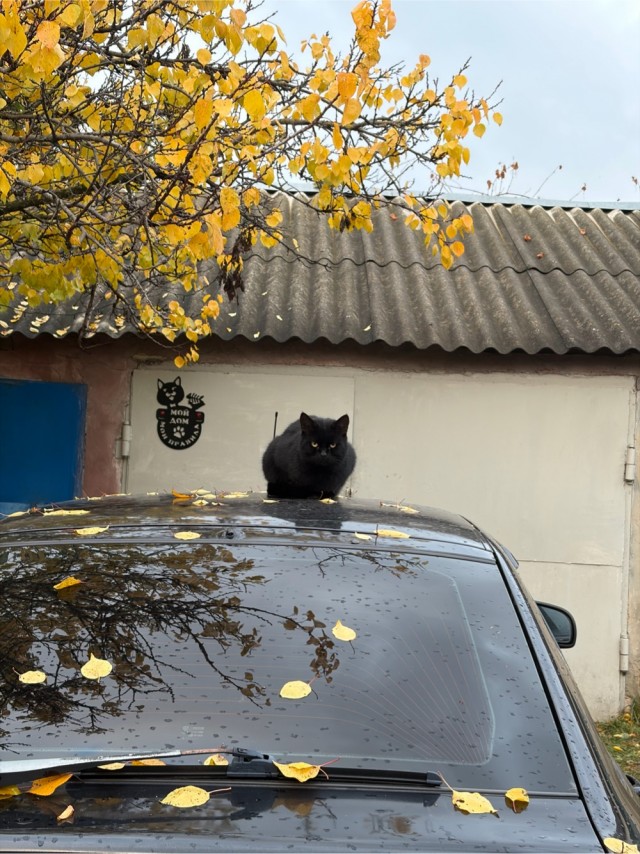 К Котовторнику !