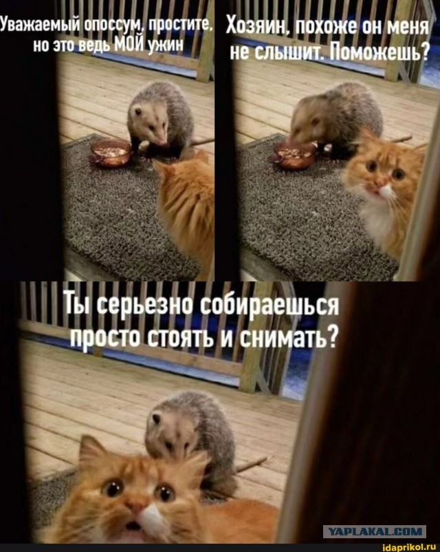 Так себе картинки 15.11.25
