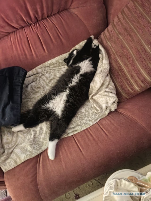 Я теперь тоже с котом