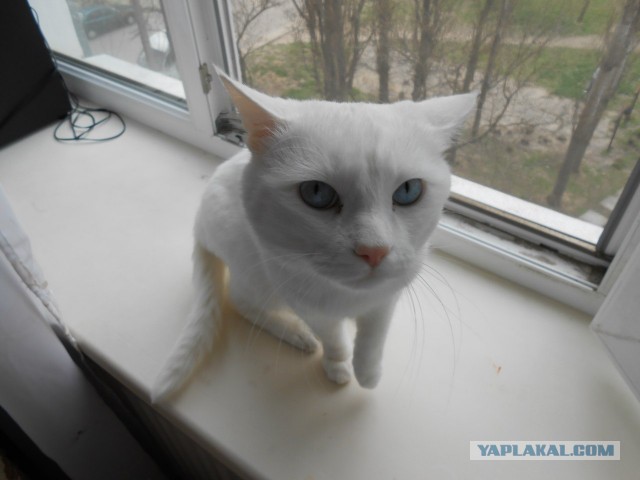 Котовторник 9.07.2013