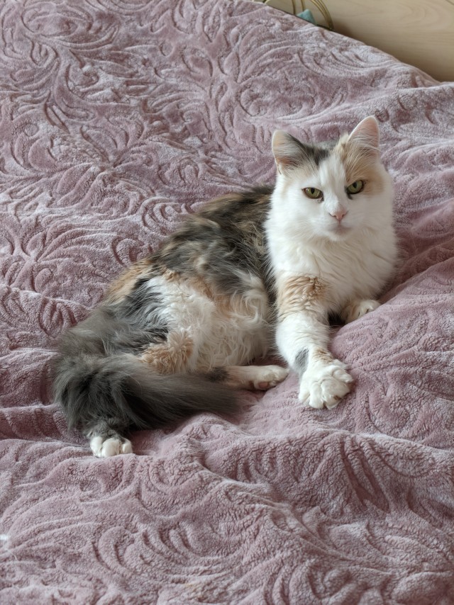 Котовторник