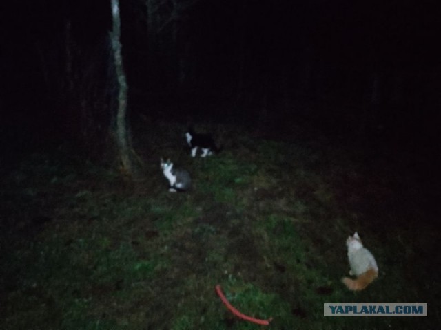 Жизнь домашнего приюта для котеек 565
