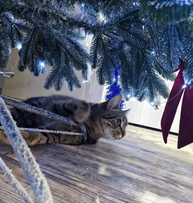 Котовторник,  кот Марс.