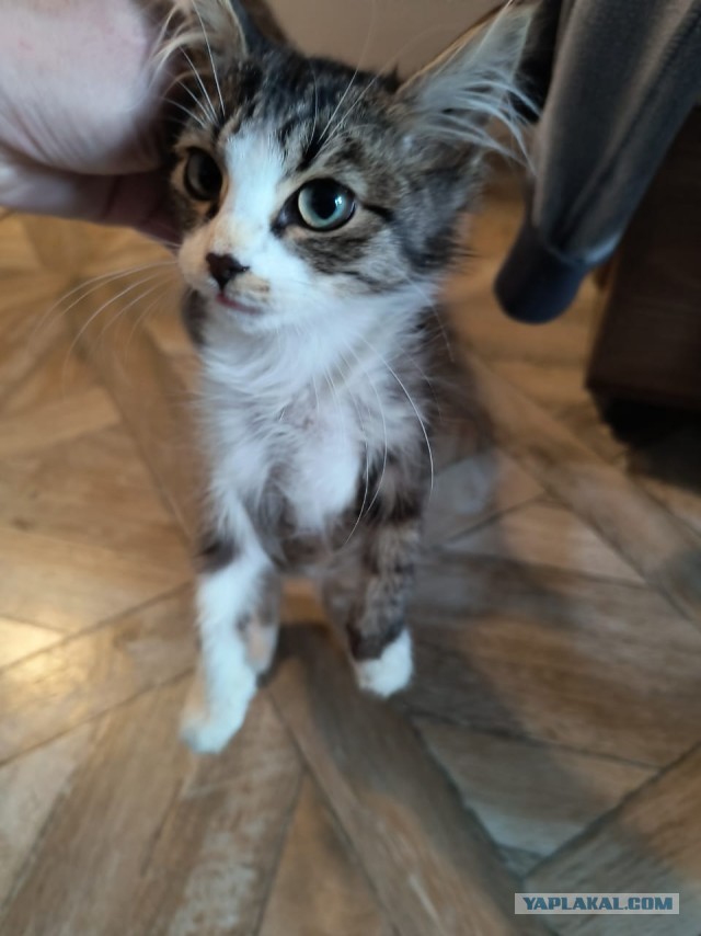 Нашелся таки хозяин (точнее хозяйка)