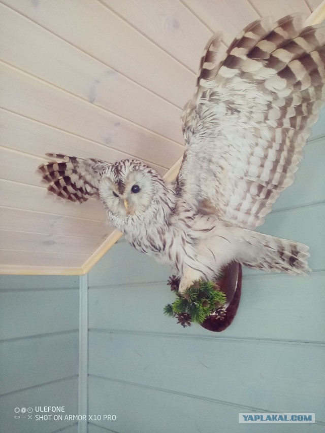 Требуется маляр по дереву