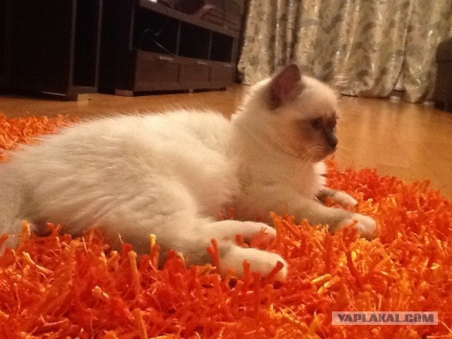 Котовторник 23.07.2013