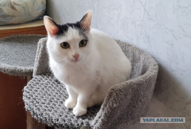 Котиков Вам в ленту